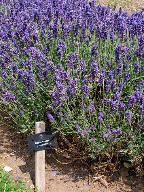 royal velvet most fragrant lavender variety