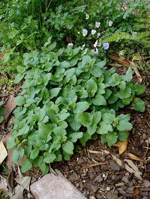 Lemon balm Best Companion herbs Plants for Eggplants