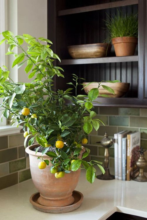 Fruits You Can Grow Indoors