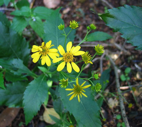 Nehe Hawaiian Flower