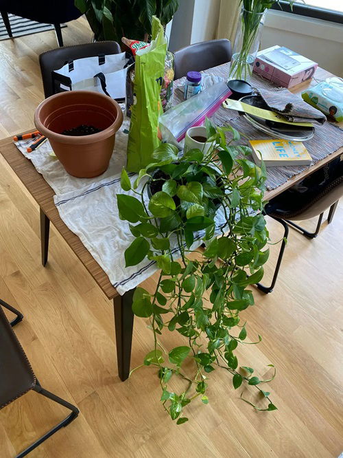 Stunted Growth for pothos