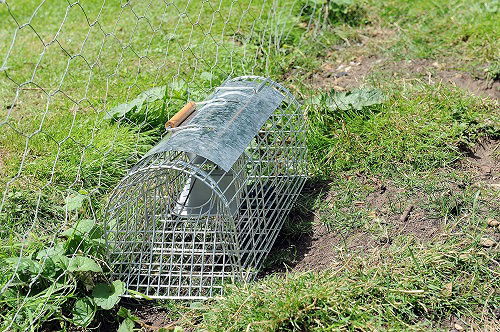 rat traps in garden