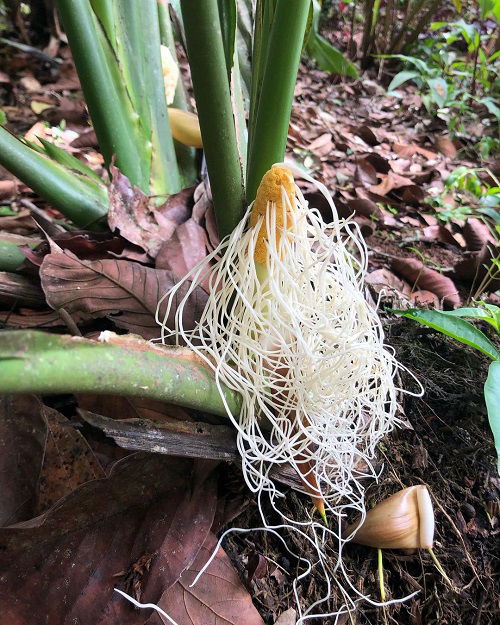 Ludovia Lancifolia Look Like Noodles 