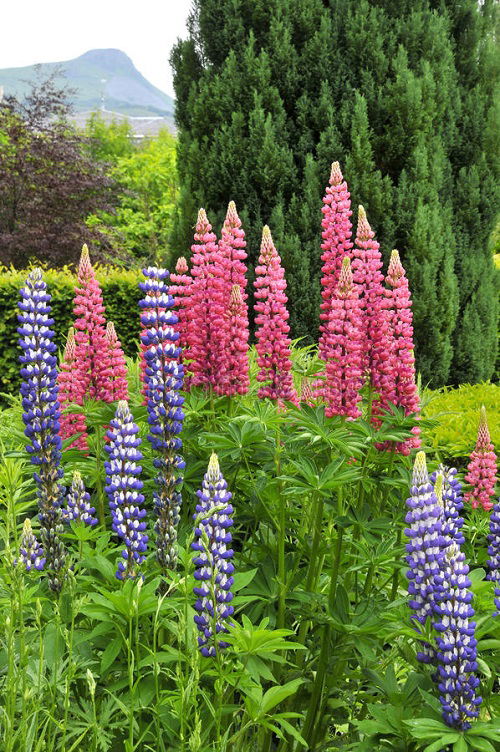 lupin Best Strawberry Companion Plants