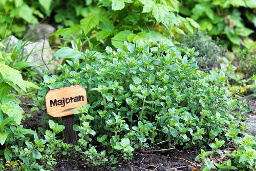 marjoram in the garden