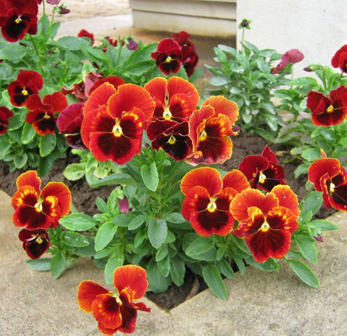 top Beautiful Winter Pansy Varieties