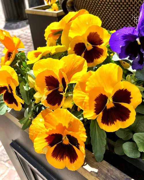 Garden varieties of pansies for winter 