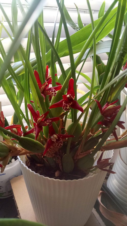 fragrant coconut pie orchid in pot