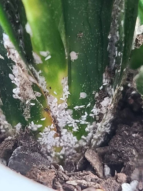 Snake Plant Bugs in pot 