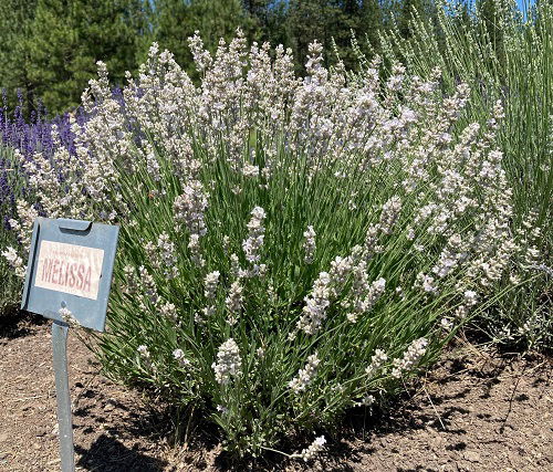 fragrant Melissa lavender variety