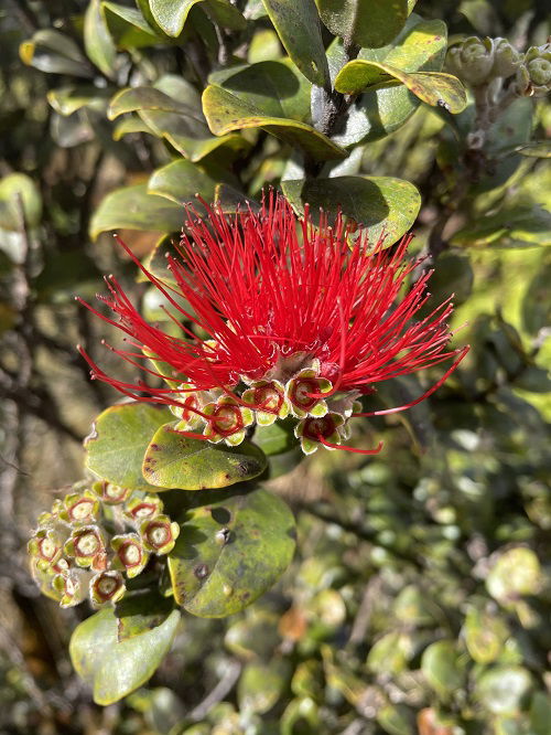 Ohia Lehua Hawaiian Flower