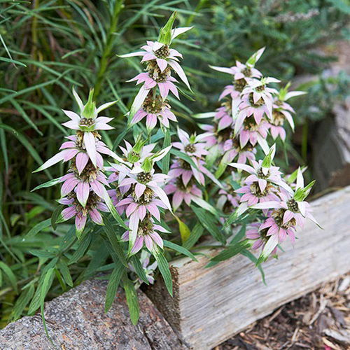 Spotted Bee Balm plant