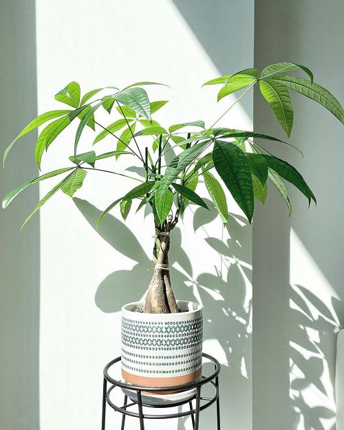 How to Propagate a Money Tree 1