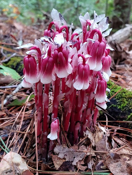 Ghost Plant With Bizarre Name