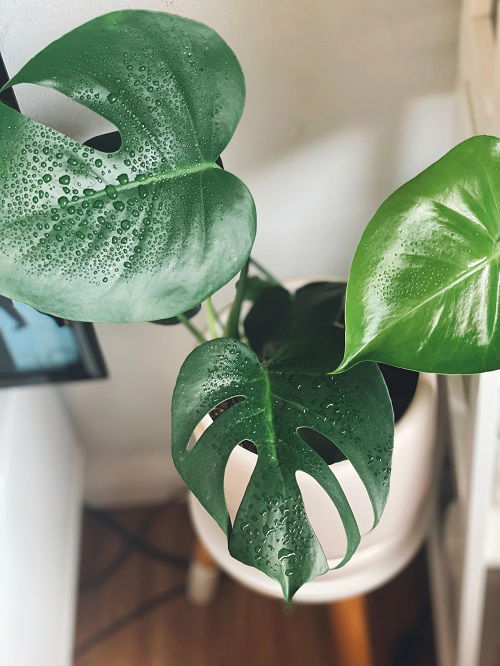 misting monstera delicosa leaves