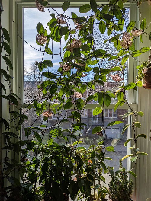 hoya privacy plant growing in window