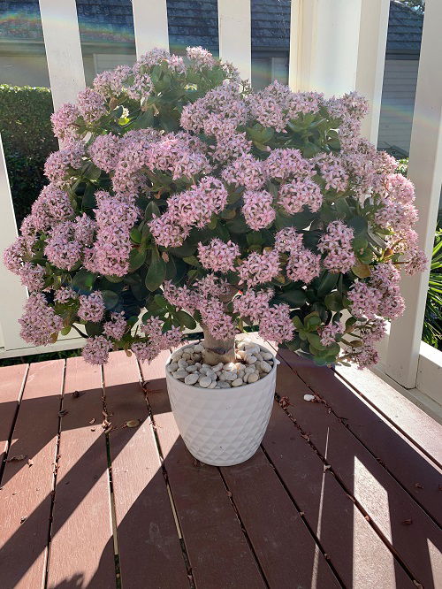 6 Jade Plant Blooming Hacks for More Flowers