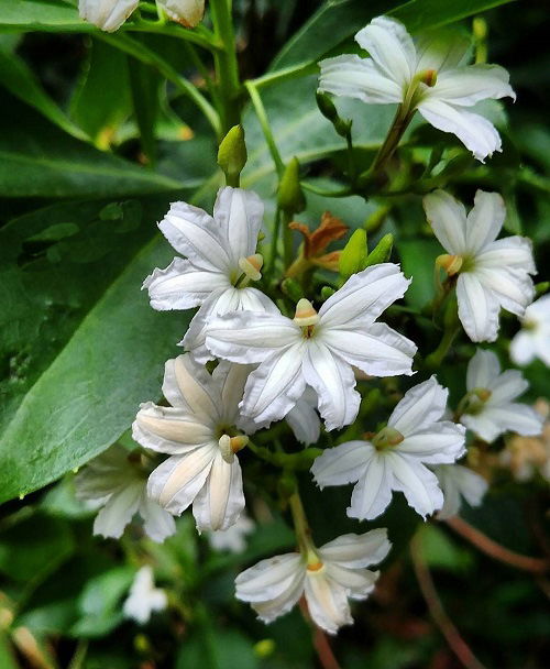 Naupaka Hawaiian Flower