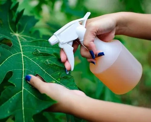 wiping plant leaves with neem oil