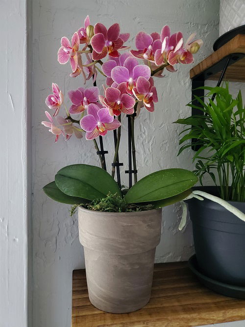 What to with Orchids After they Bloom 1