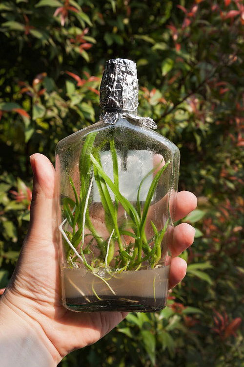 orchid seedlings growing in jar in agar medium