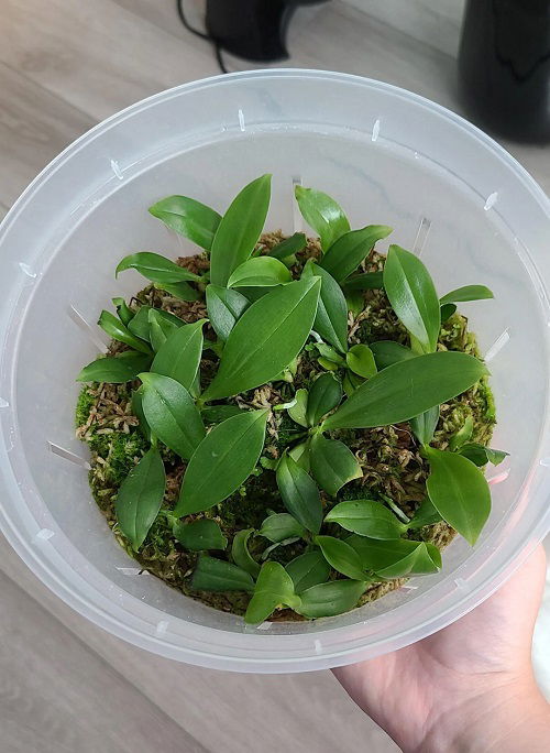 growing orchid seedlings from seeds 1