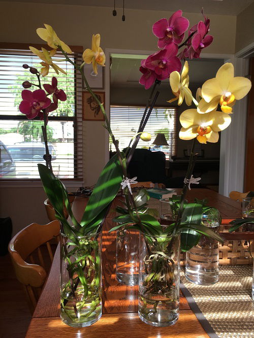 Growing Orchids In Water