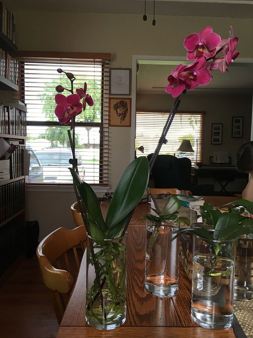 Tips For Orchids In Water