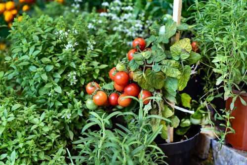 Plants to grow with tomato 