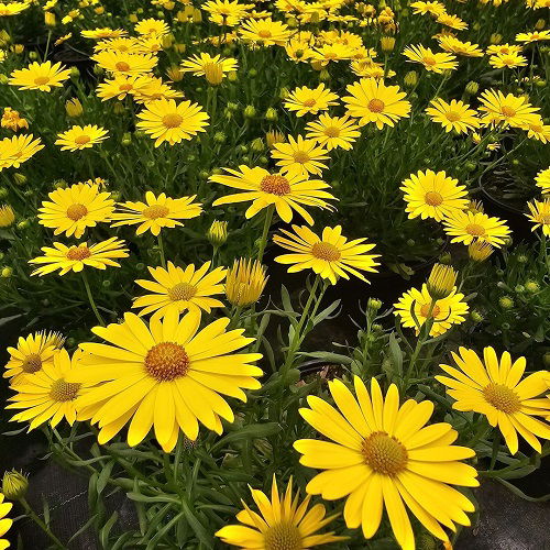 black eyed susan lookalike flowers 3