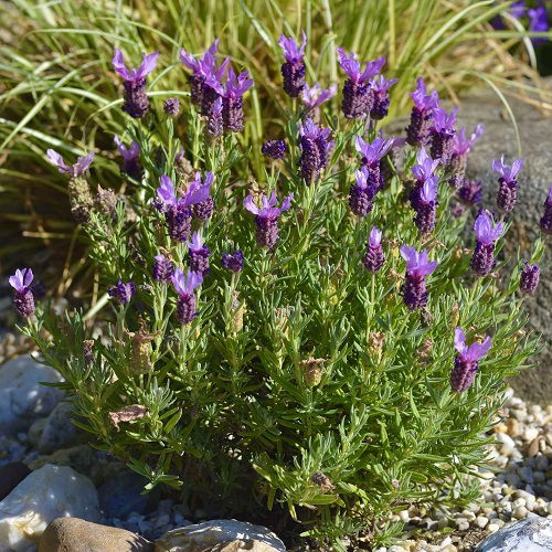 Lavender Varieties in garden