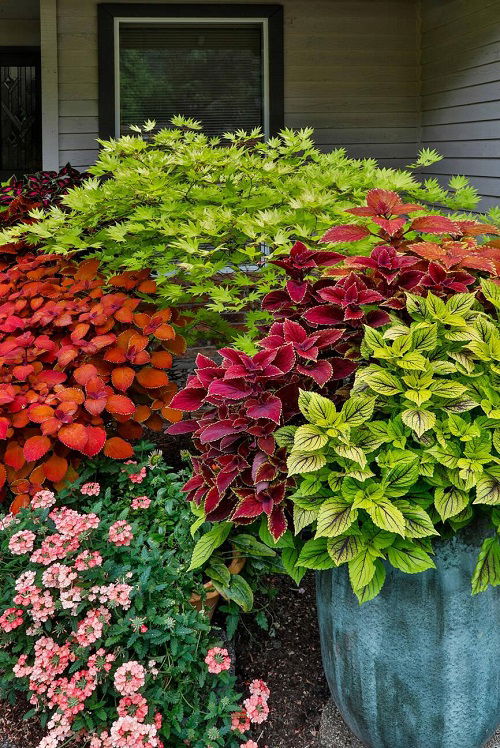 Overwinter Coleus Plants