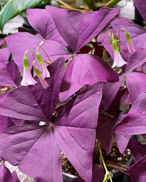 Indoor Plants With Changing Blossom Colour