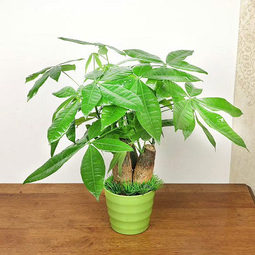 How to Propagate a Money Tree 3