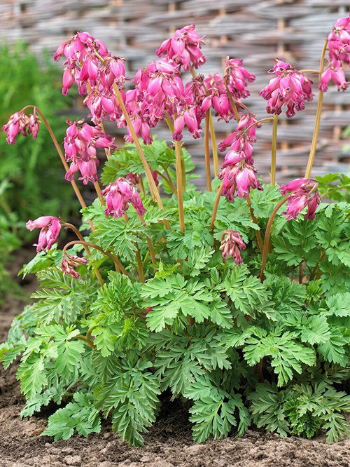 Flowers That Look Like Hearts