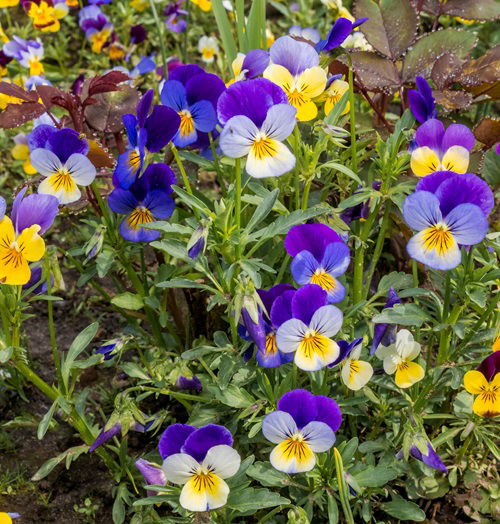  Herb Garden flowers