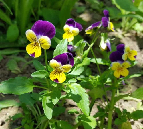 Beautiful Winter Pansy Varieties