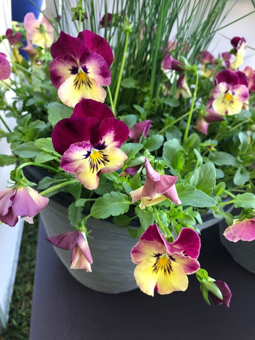 Garden Varieties of Winter Pansies 