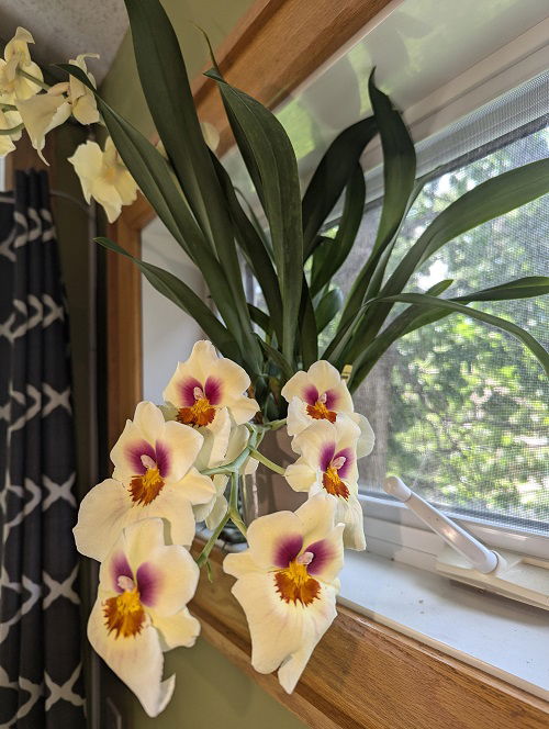 fragrant pansy orchid indoors 1