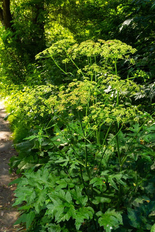 Minnesota's Poisonous Plant List 