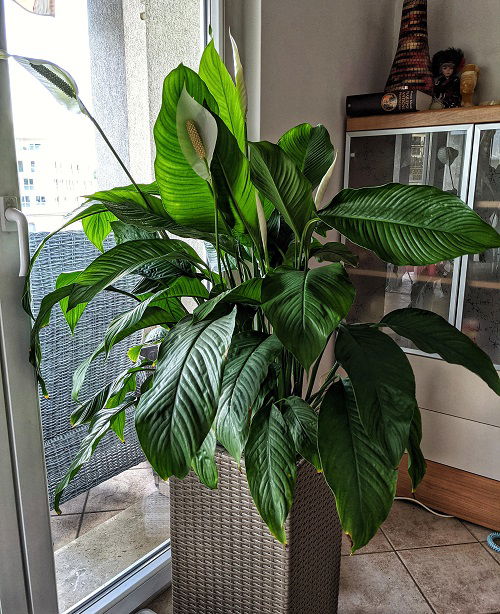 peace lily plant near window in pot