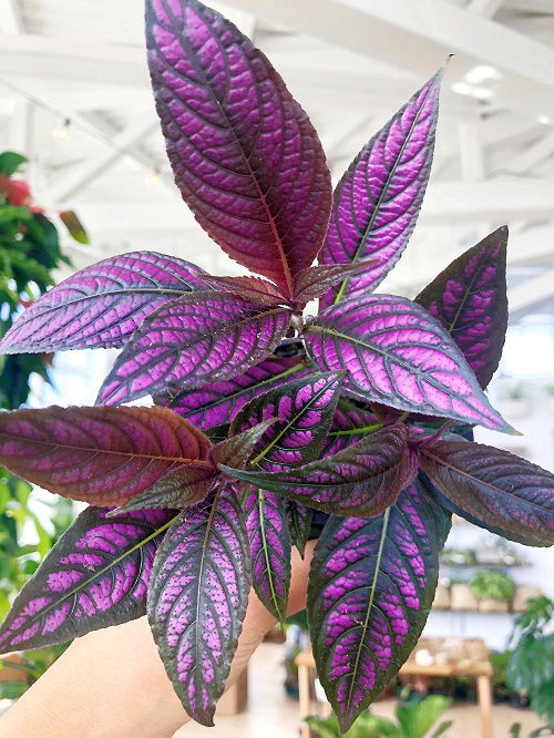 Purple Plants indoor cutting 3