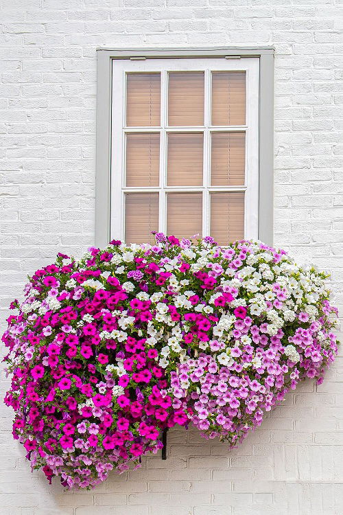 Plants for Window Boxes 1