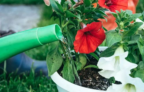 How to Fix Leggy Petunias Quickly 2