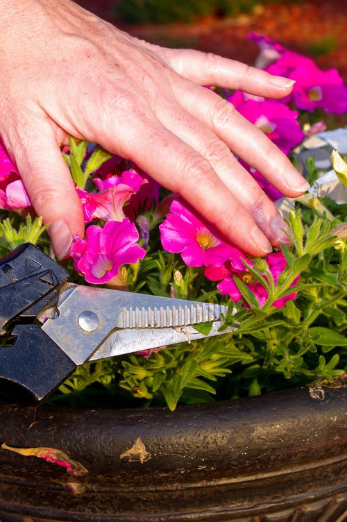 How to Fix Leggy Petunias Quickly 3