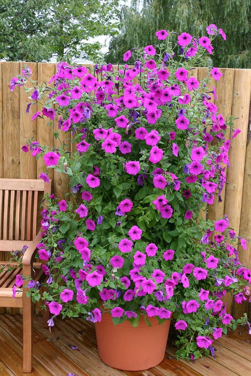 Petunia near fence