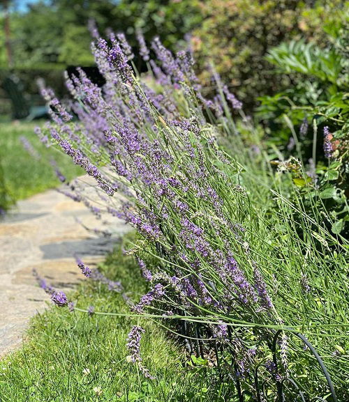 fragrant phenomenal lavender in side way