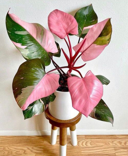 Pink Princess Philodendron Care Tips and Growing Guide