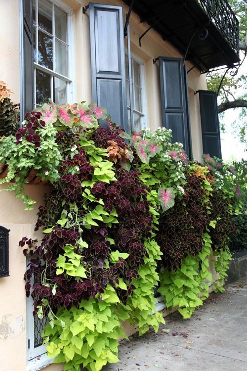 coleus Foliage Plants for Window Boxes