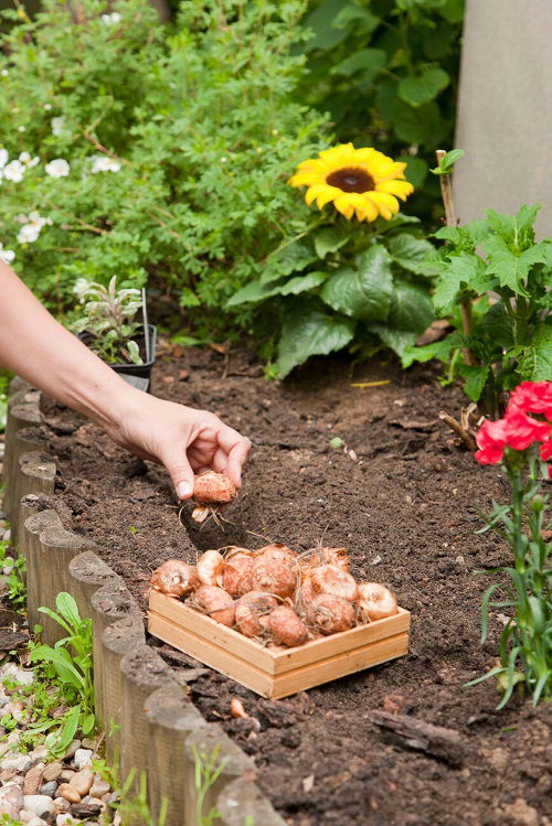 planting bulbs right depth